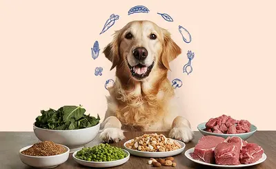 Top Dog Food Picks