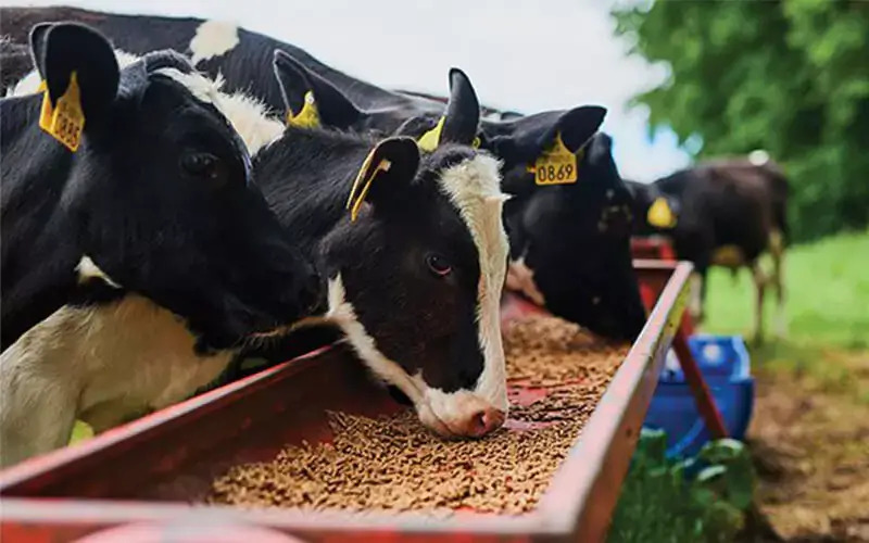 Perfect Cow Diet