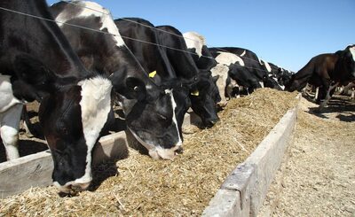 Dairy Cow Tips
