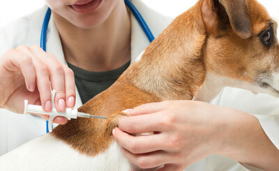Essential Pet Vaccines