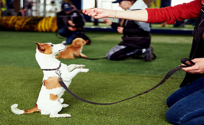 Smart Dog Training